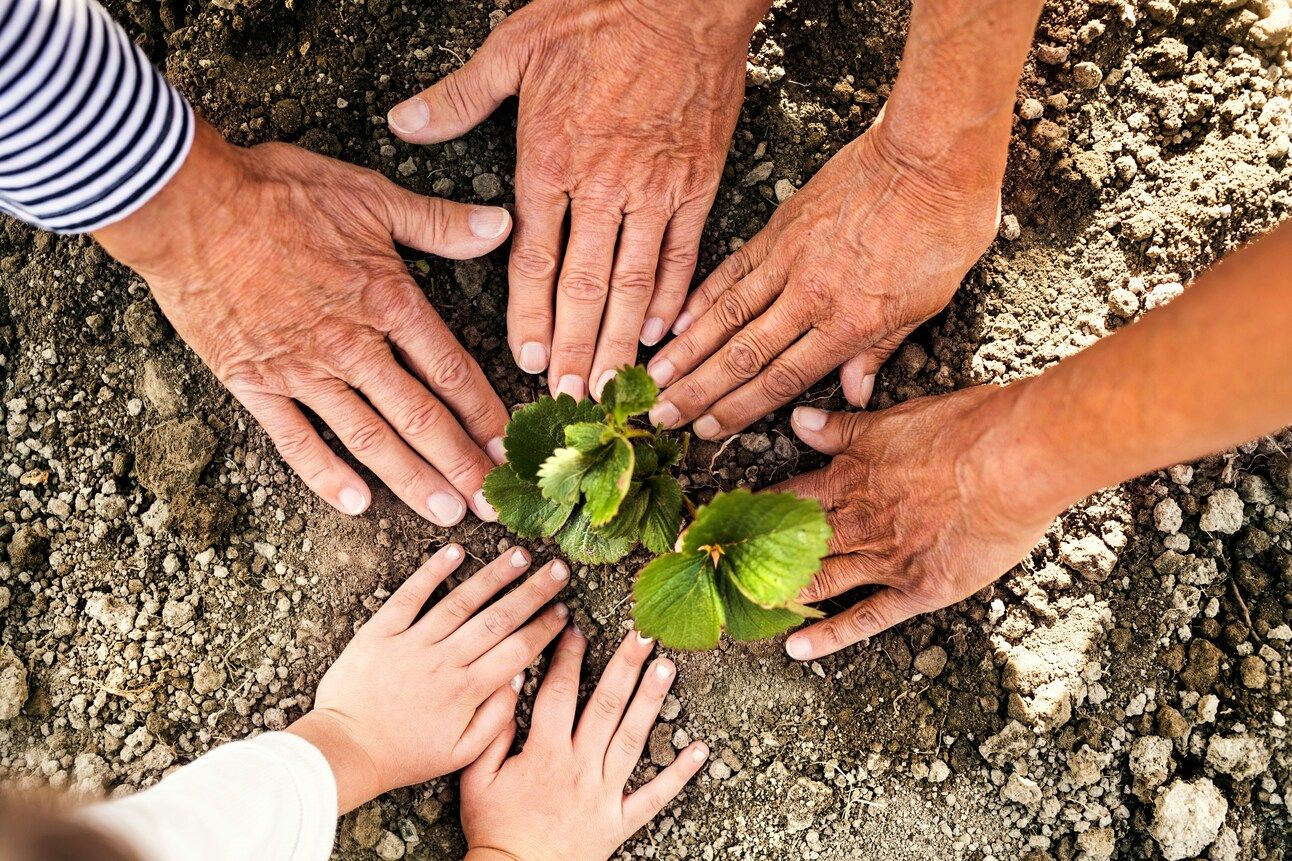 Hands around a small, budding plant