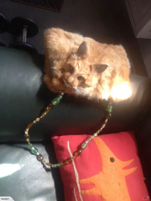 dead-cat-handbag2-600x800