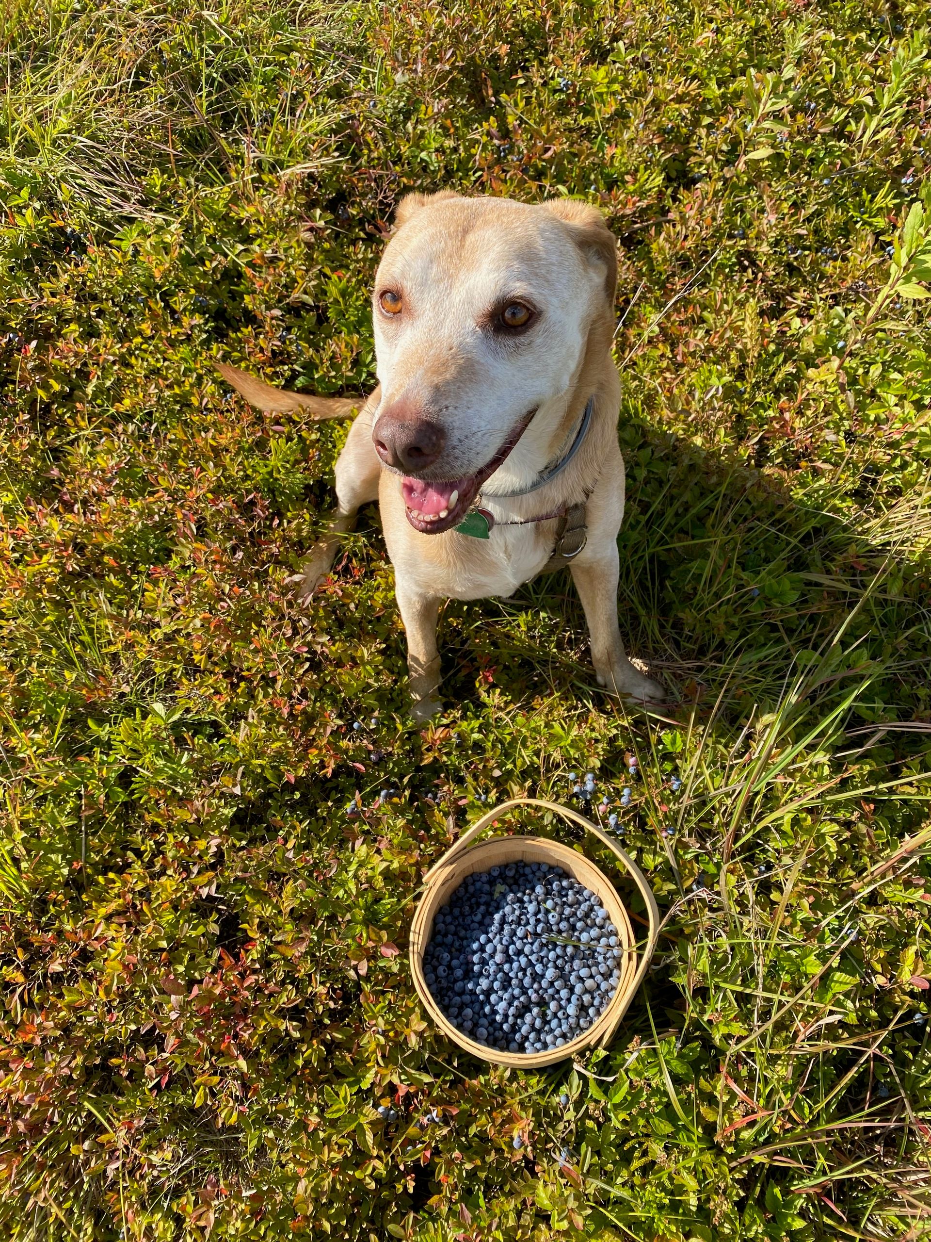 Nessa, her mouth open and smiling, sitting in front of a basket of blueberries in a field of lowbush blueberries.