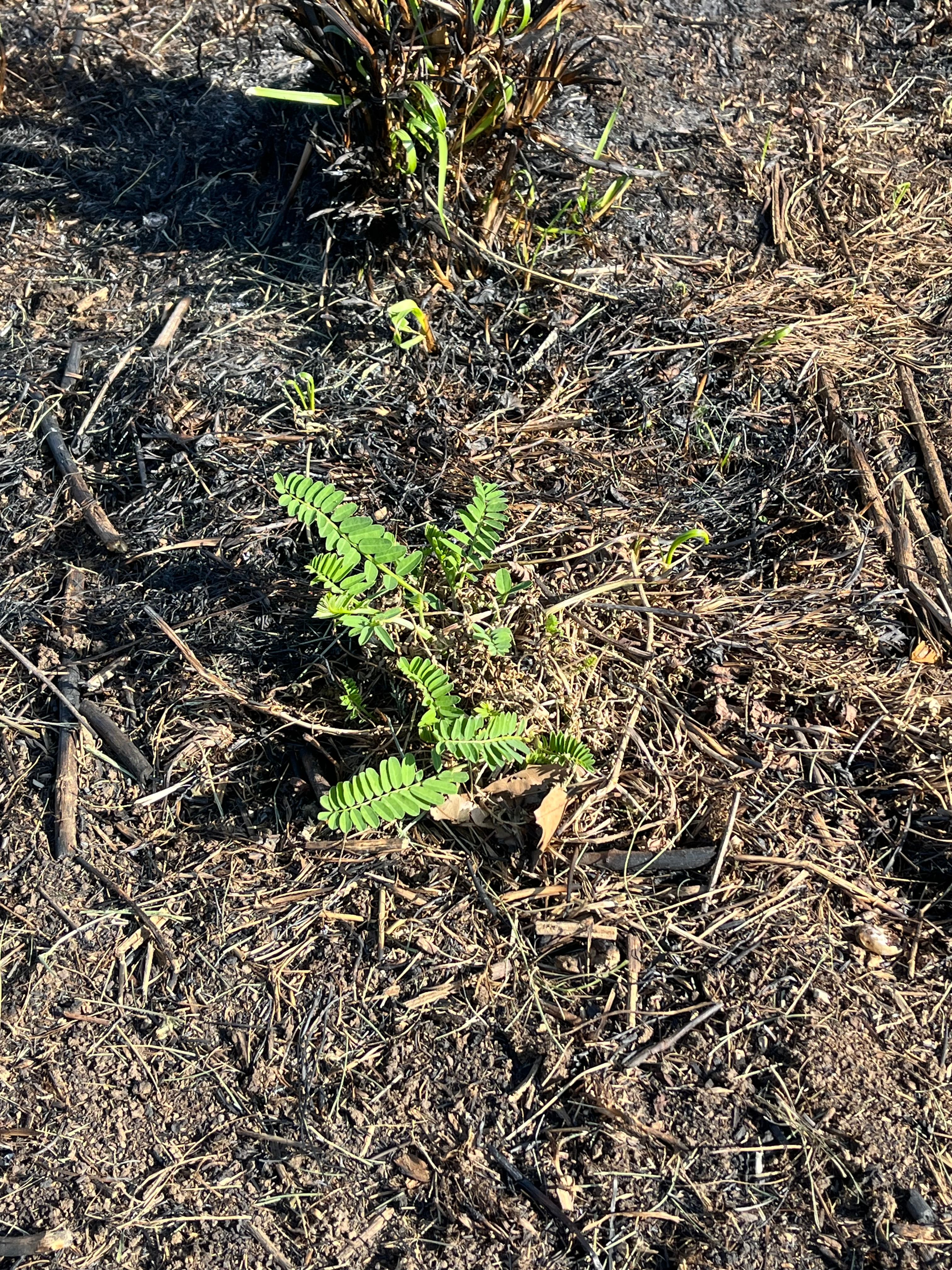 tiny leaves of crownvetch beginning to grow in burned ground