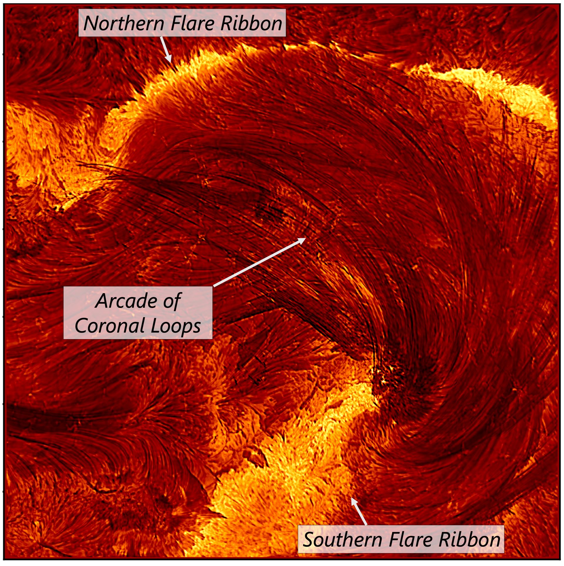 This high‑resolution image, captured by the Inouye Solar Telescope on August 8, 2024, at 20:12 UT, spans an area roughly four Earth‑diameters across. For clarity, key features are labeled: flare ribbons — bright regions where energy is released in the dense lower solar atmosphere — and an arcade of coronal loops, which are arcs of plasma tracing magnetic field lines that channel energy from the corona down to the flare ribbons. Would you like me to also prepare a shorter, punchier caption version optimised for a newsletter or social media post?