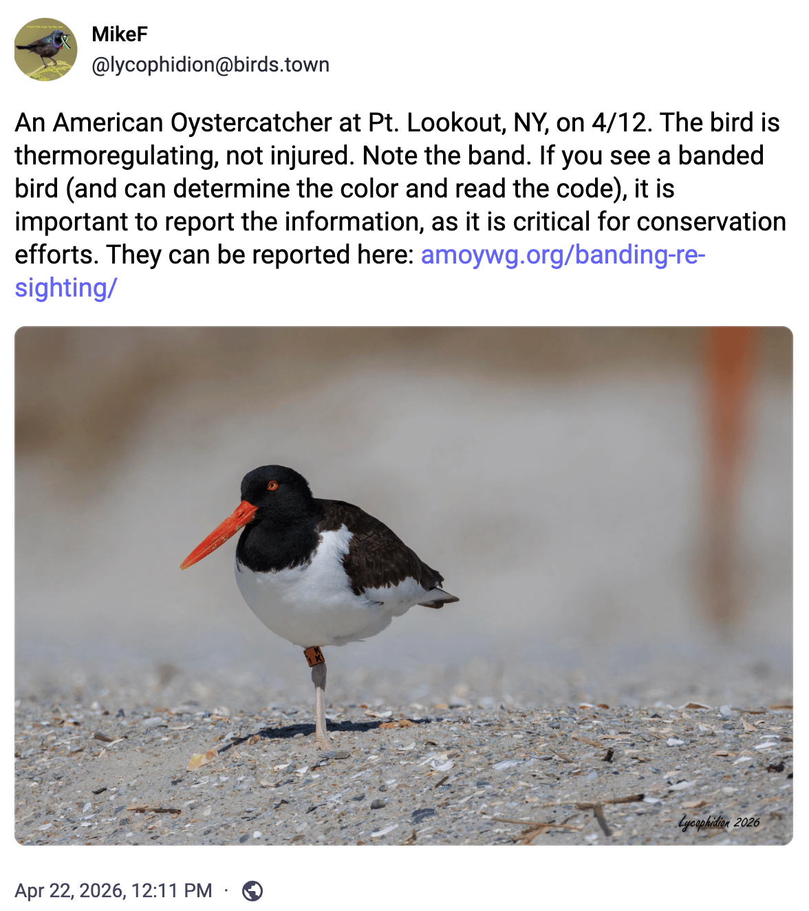 An American Oystercatcher at Pt. Lookout, NY, on 4/12. The bird is thermoregulating, not injured. Note the band. If you see a banded bird (and can determine the color and read the code), it is important to report the information, as it is critical for conservation efforts.