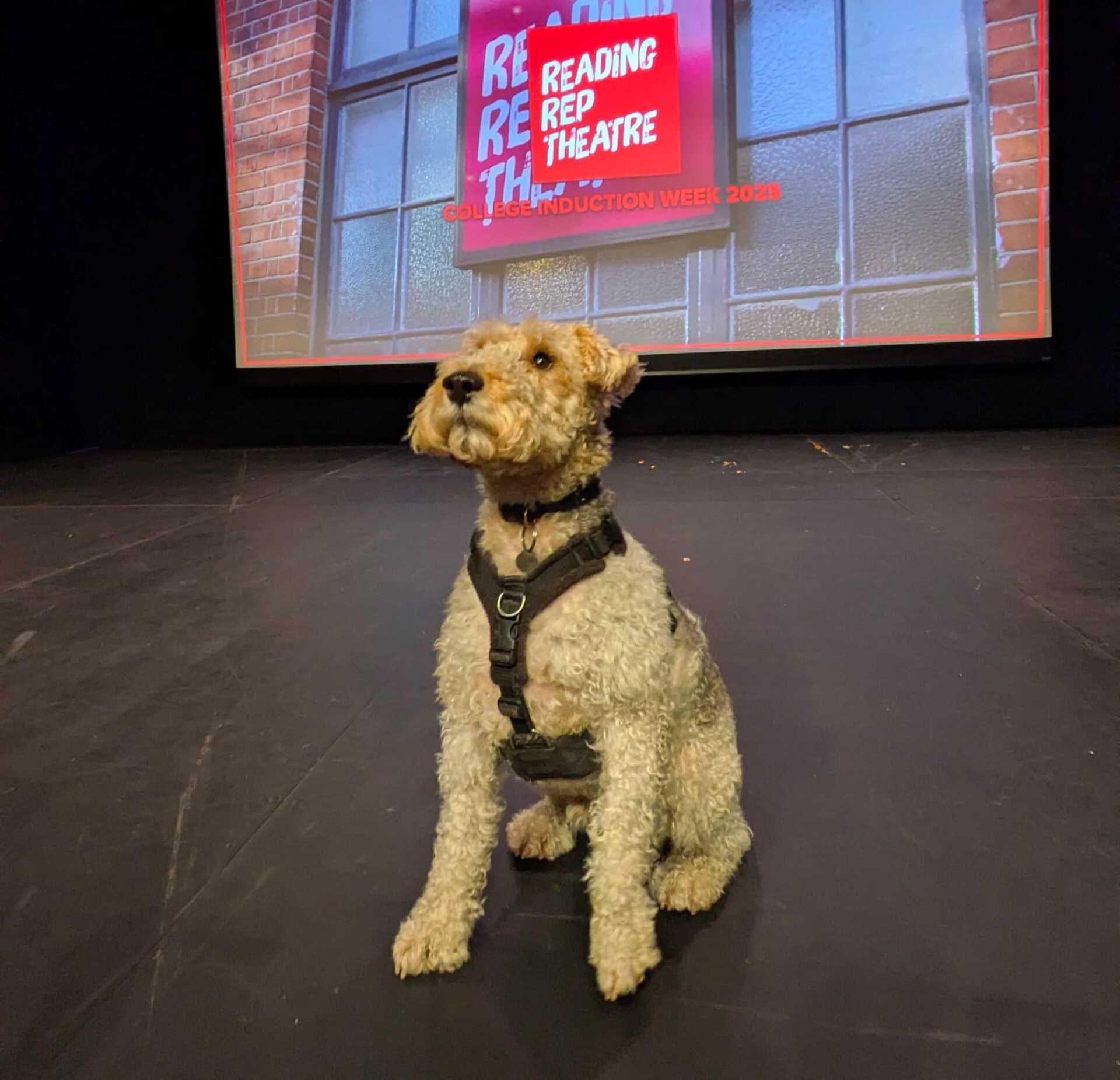 A fox terrier sat on a theatre stage.
