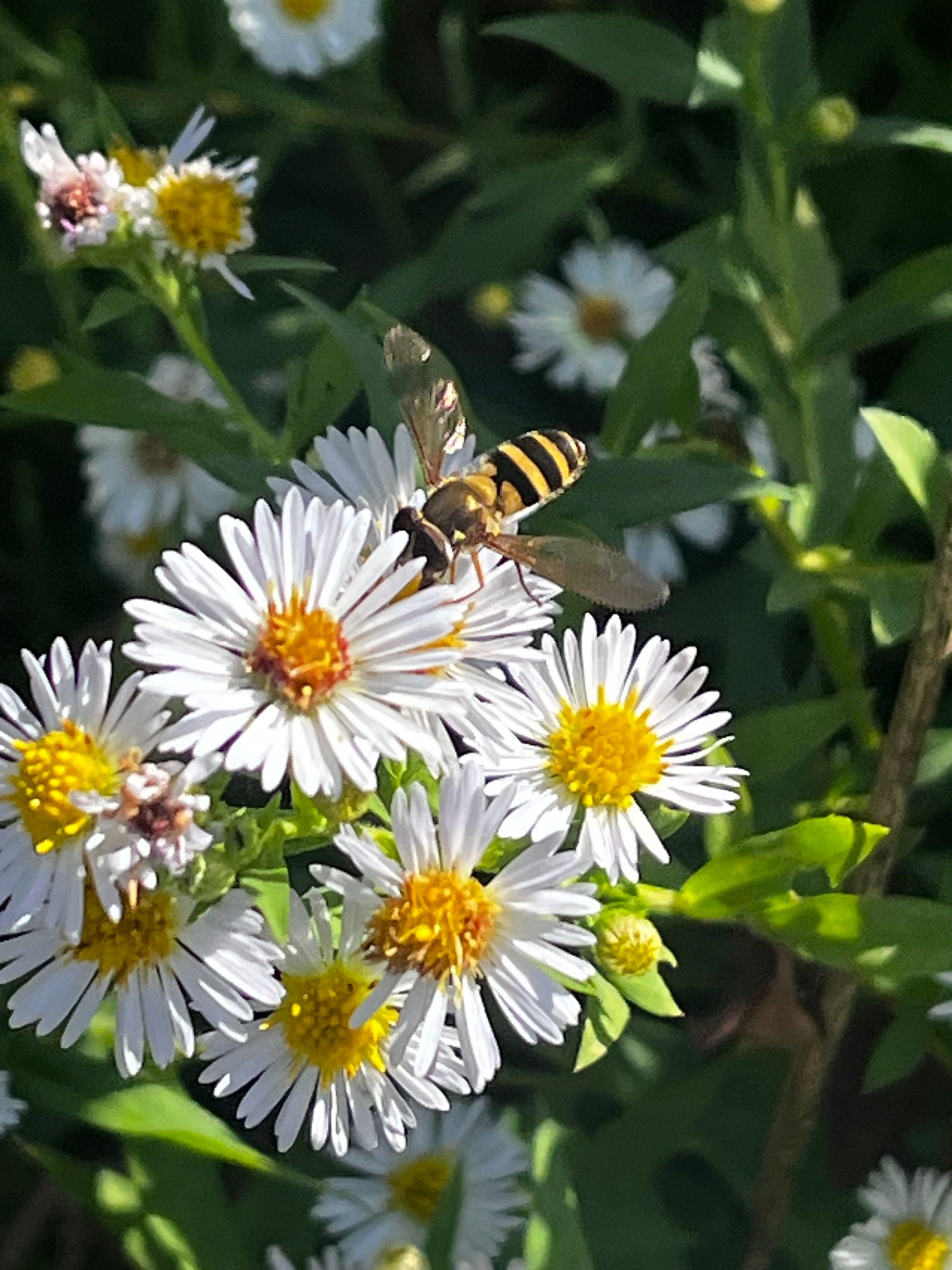 hoverfly with wings straight out and starkly striped black and yellow body and fly eyes feeds on a daisy fleabane flower. Closeup.