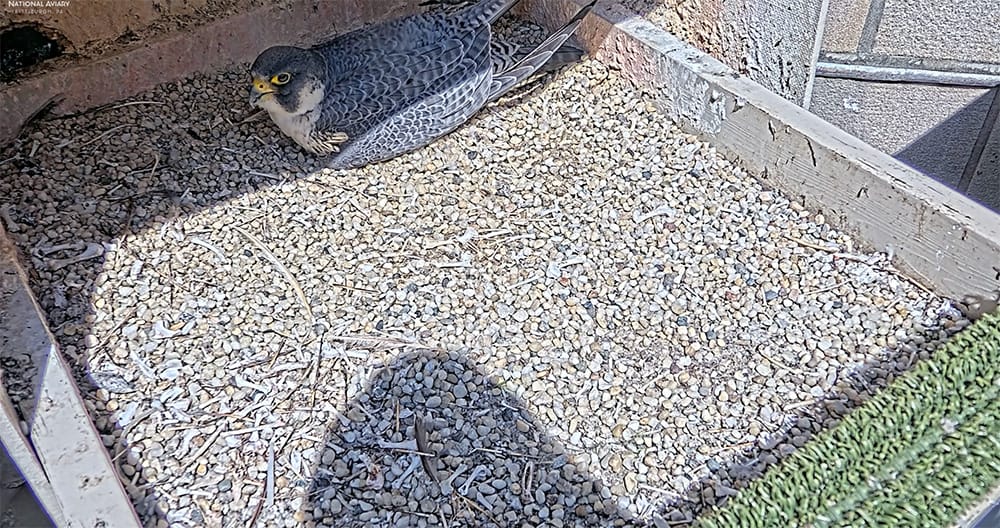 A falcon sits in a nest.