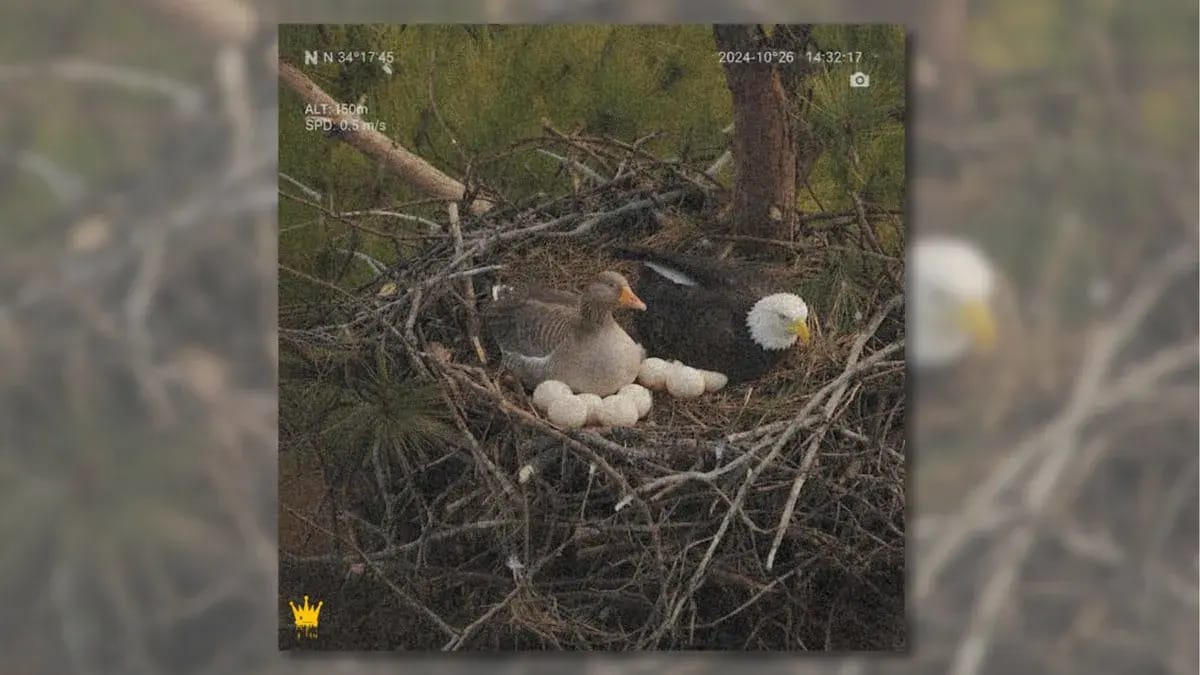 A nest shows a goose next to a bald eagle. Both birds appear to be sitting on eggs.
