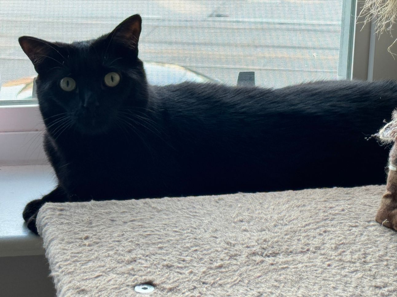 A small black cat named Crumpet is sitting on a white window ledge, partially obscured by a beige, carpeted cat tree in the foreground. Crumpet is facing forward, looking directly at the viewer with wide, light green eyes. The cat's fur is sleek and black, and its ears are perked.