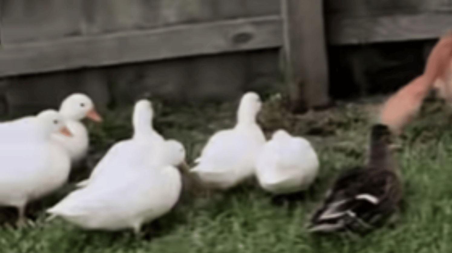 Several ducks walk around in a grassy area near a fence. They follow an animal who can't be fully seen in this image. All that can be seen is a fluffy light brown tail