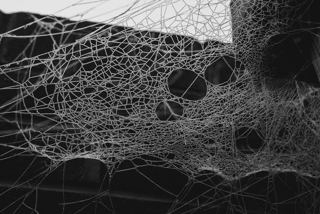 Photo of an intricate spider web