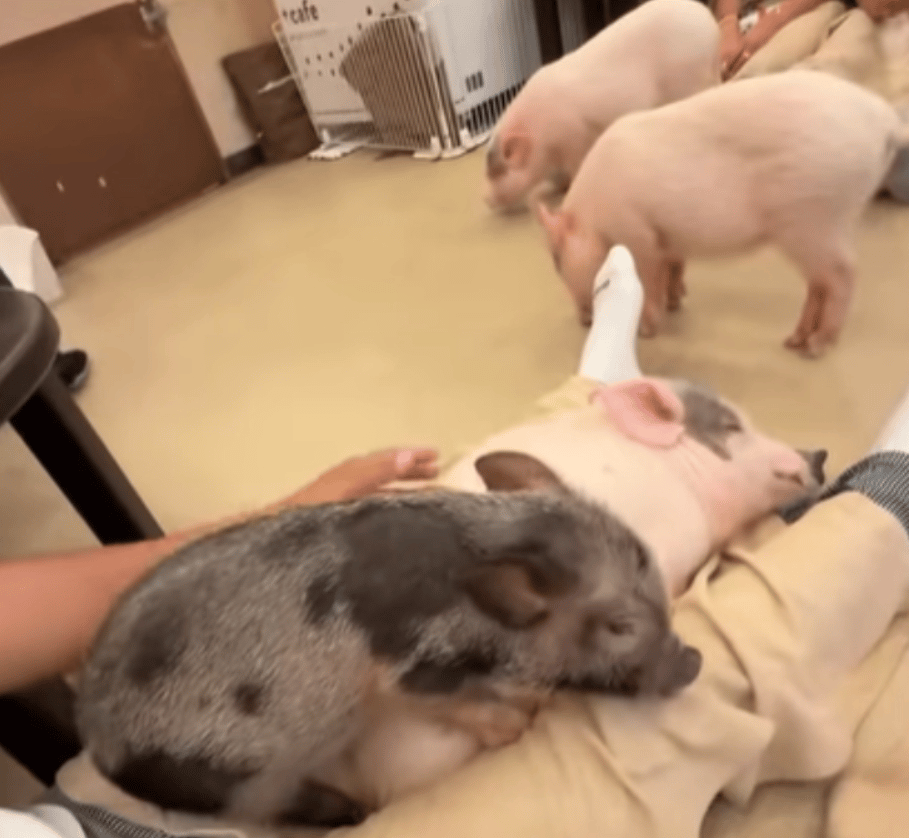 View of someone's legs as they sit on the floor. Two pigs are laying on the man's legs, asleep. A couple of other pigs walk nearby