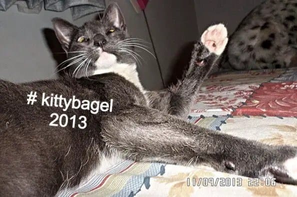 Bagel-sunglasses-cat4