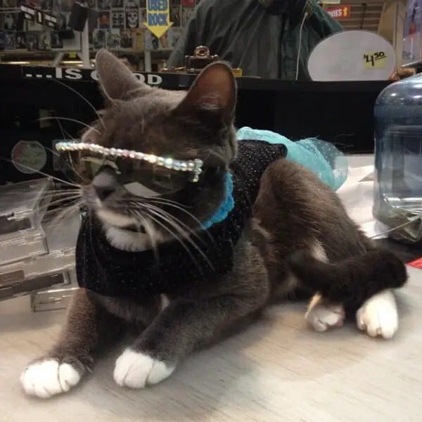 Bagel-sunglasses-cat2-600x600