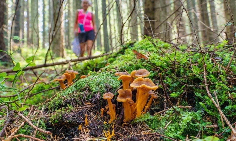 mushrooms in the wild
