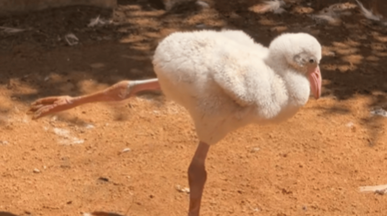 Close up of a baby flamingo standing on one leg. The other is stretched out behind the tiny bird