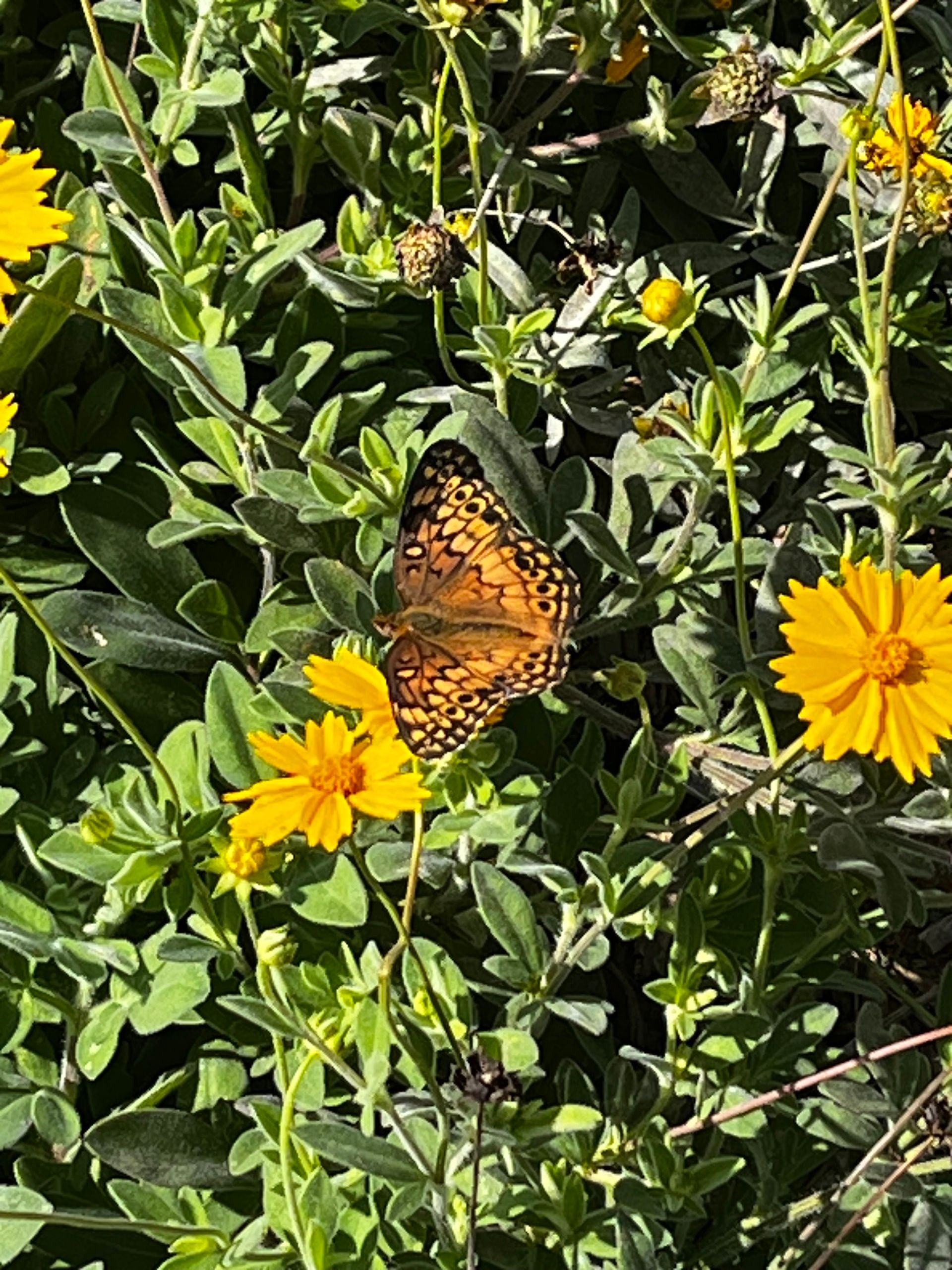 Orange butterfly with black spots around the edges of its wings and stripes along the edges. On an orange flower with orange center surrounded by stems with short oval green leaves.