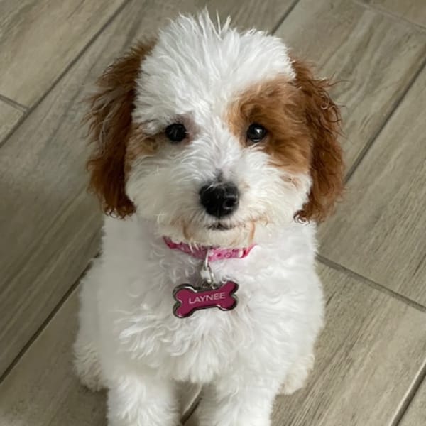 Dog Of The Week