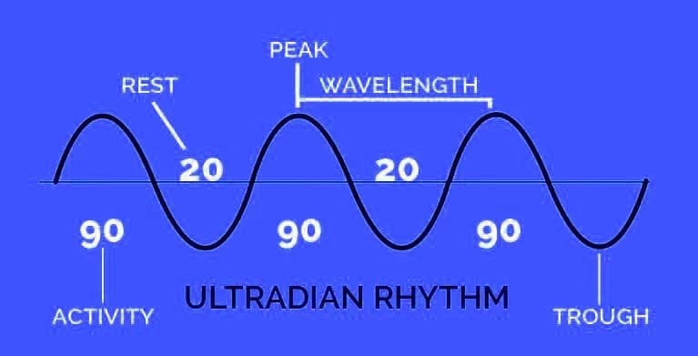 the-power-of-the-timer-ultradian-rhythms
