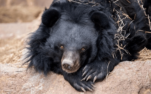 Beezler, the oldest Asiatic black bear in human care in the U.S., passed away peacefully at Cheyenne Mountain Zoo