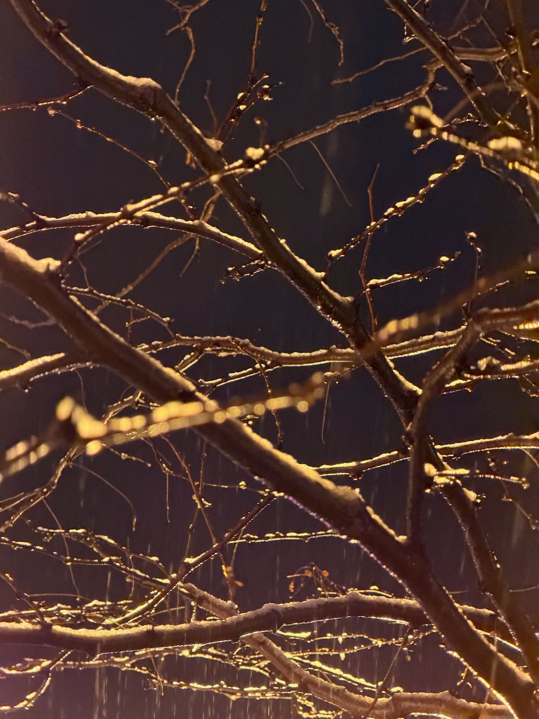 snow falling through freezing branches at night