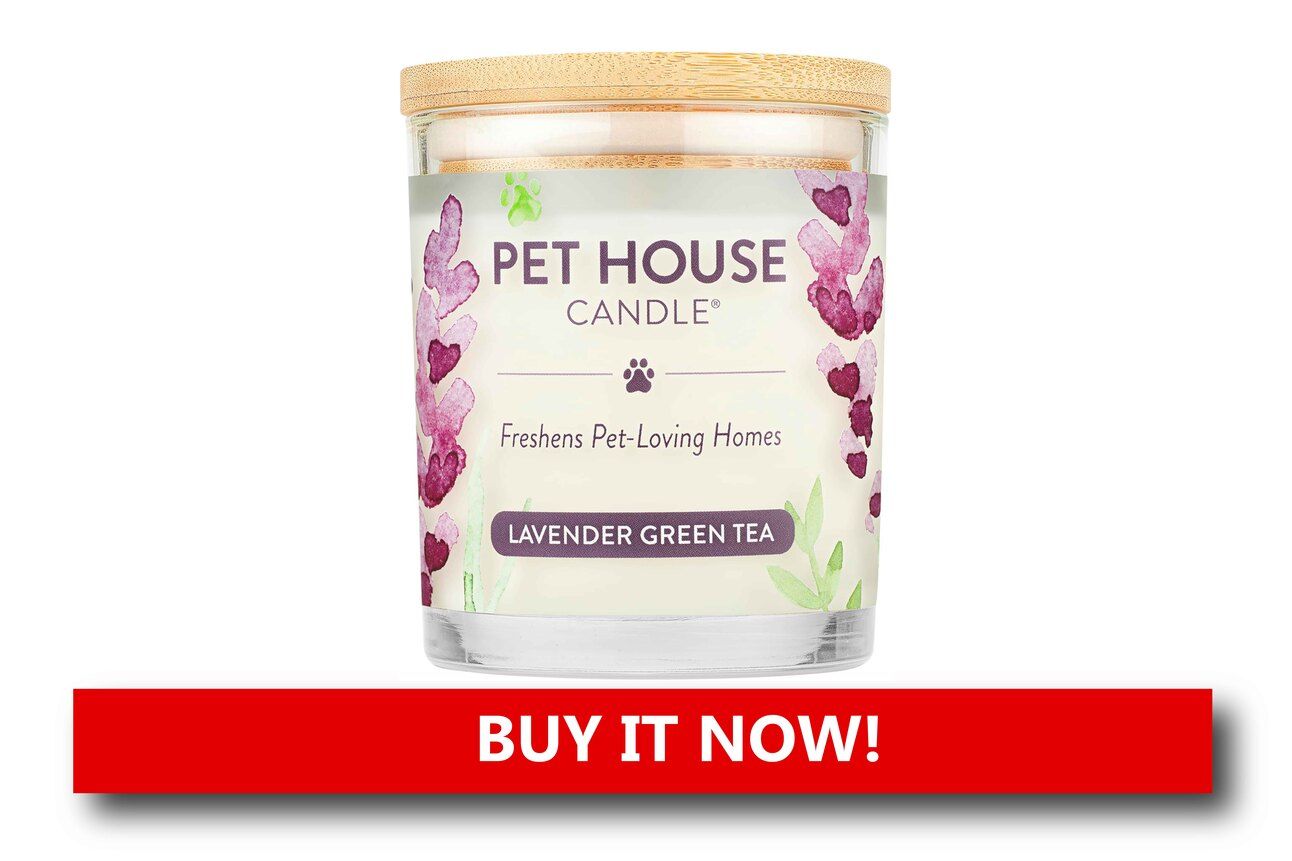 Pet House Candle – Lavender Green Tea Alt text: A lavender-scented soy candle in a clear glass jar labeled “Pet House,” surrounded by holiday greenery and cozy home decor.