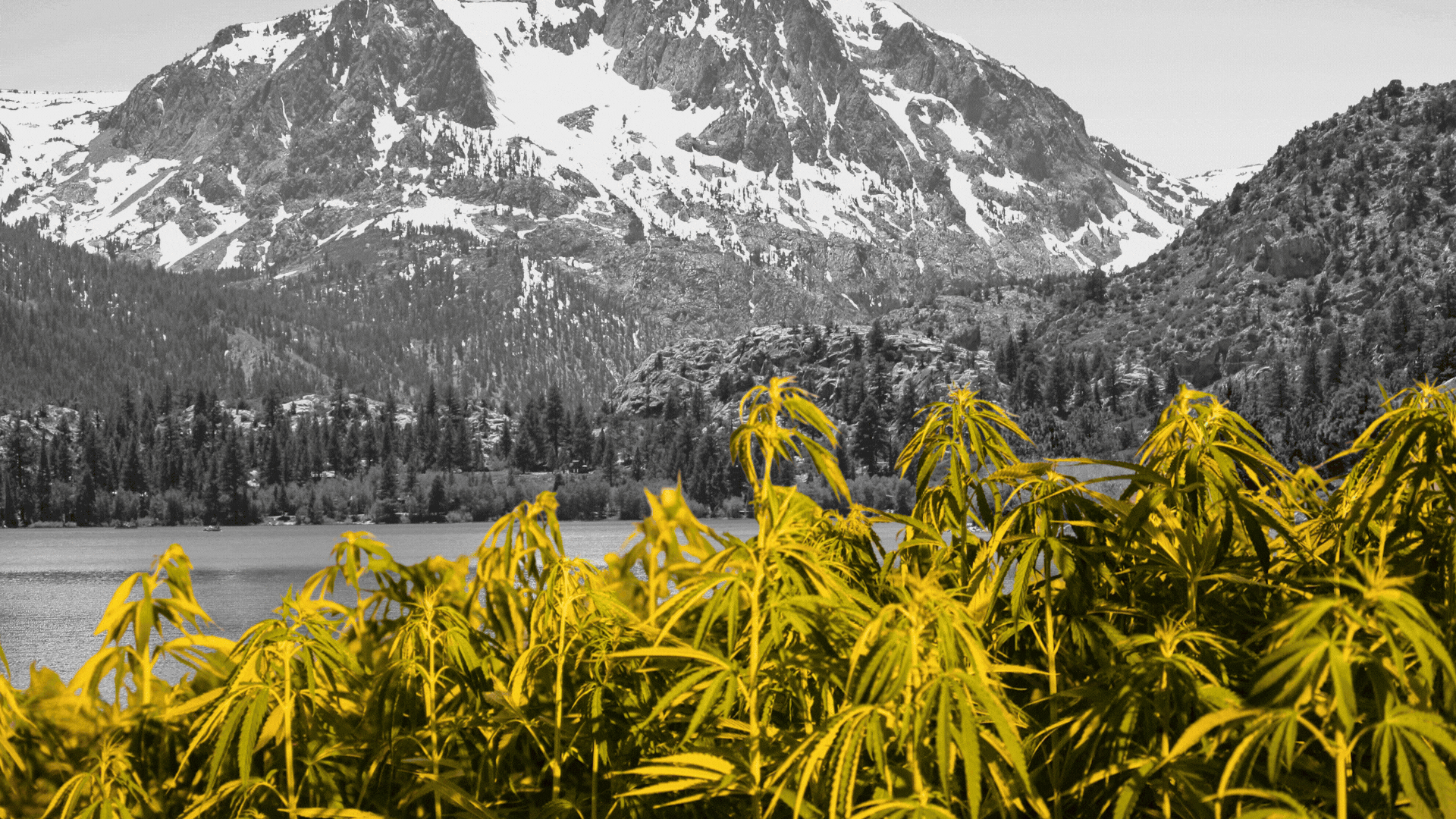 Mammoths on a landscape with crops of hemp