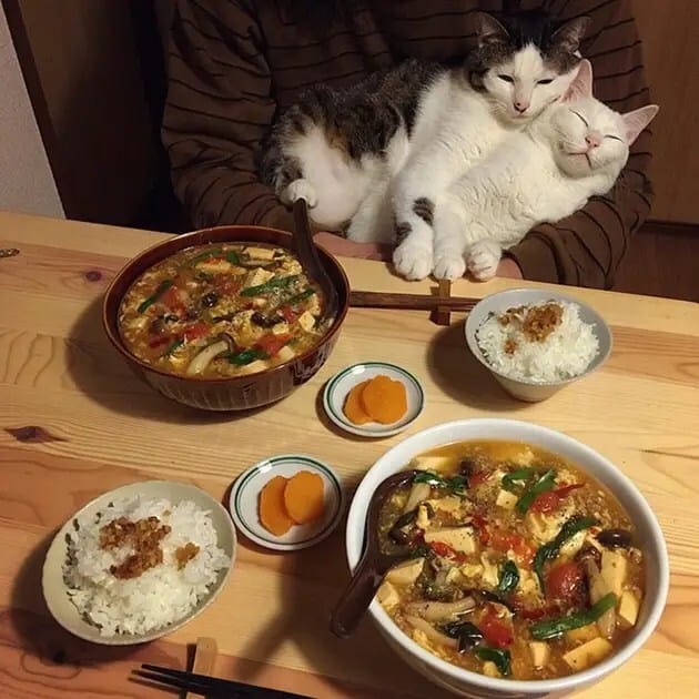 gatos-observando-humanos-cenar-naomiuno-15