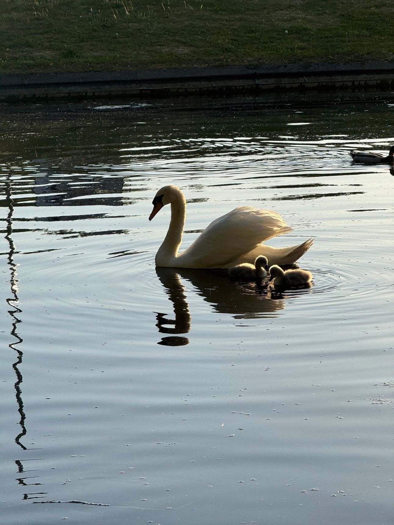 A swan and her cygnets in the golden hour light