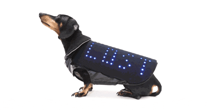 Disco Dog connected dog coat