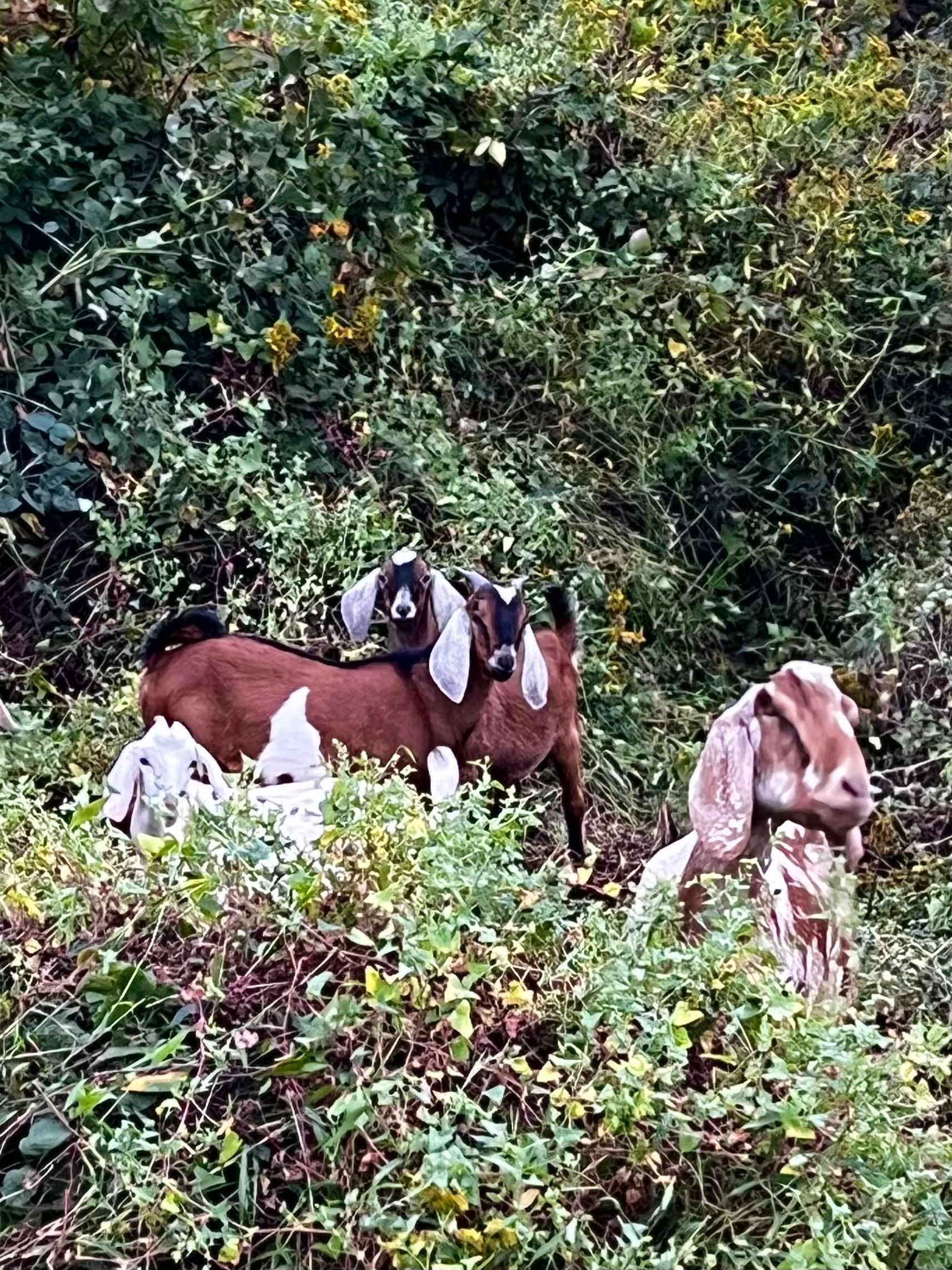 Small brown and white Boer goats in background with white ears and nose and dark stripe down front of nose. One has small horns. Closer there are two small white goats and in foreground a large brown and white Nubian goat. They are surrounded by mile-a-minute vine that fills the fram behind them and comes up to chin height on the Nubian in the foreground.