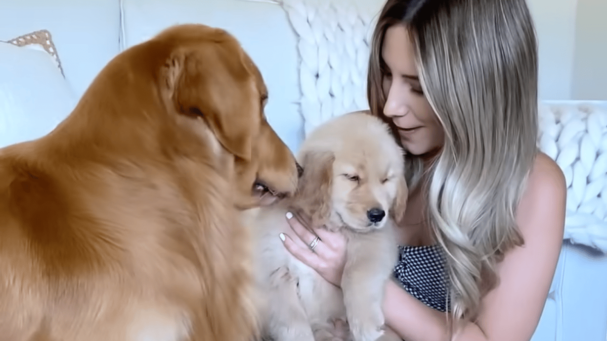 Image shows golden retriever Tucker as he meets his puppy son Todd for the first time.