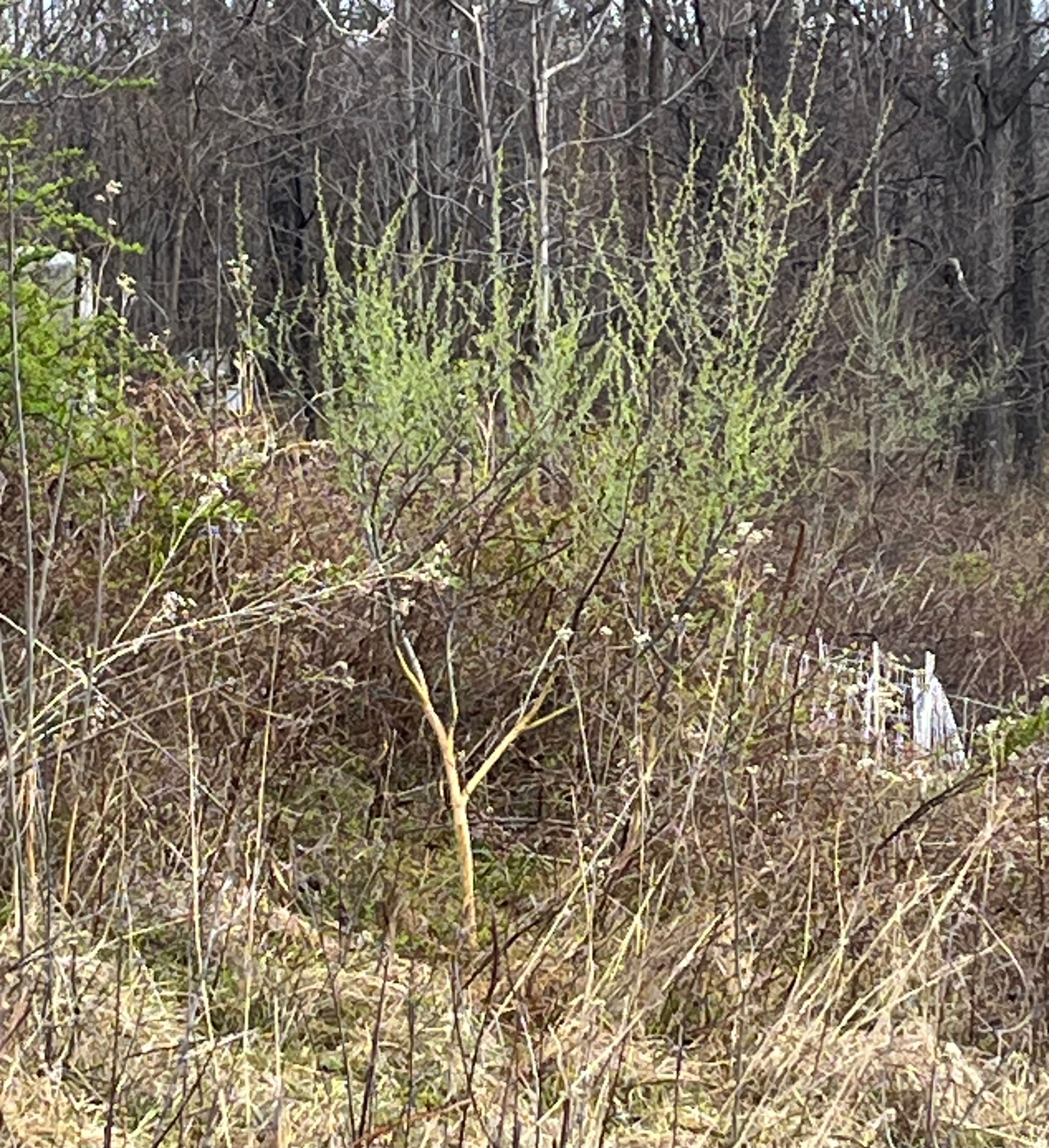 autumn olive with pale green buds just beginning to open, and a clear delineation between the pale trunk and lower branches that have been stripped and the brown bark remaining on the upper branches.