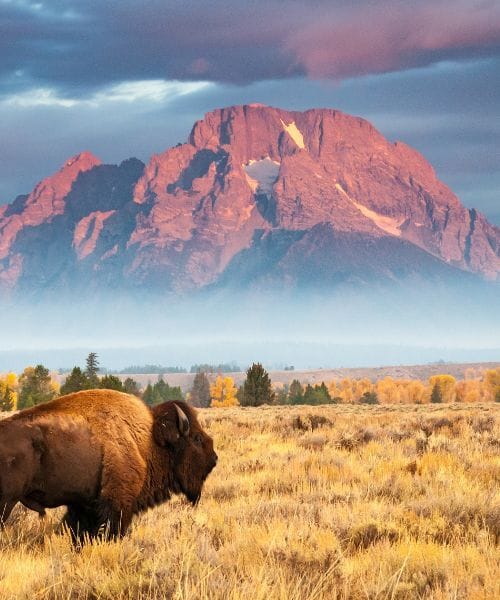 a bison standing before the Grand Tetons