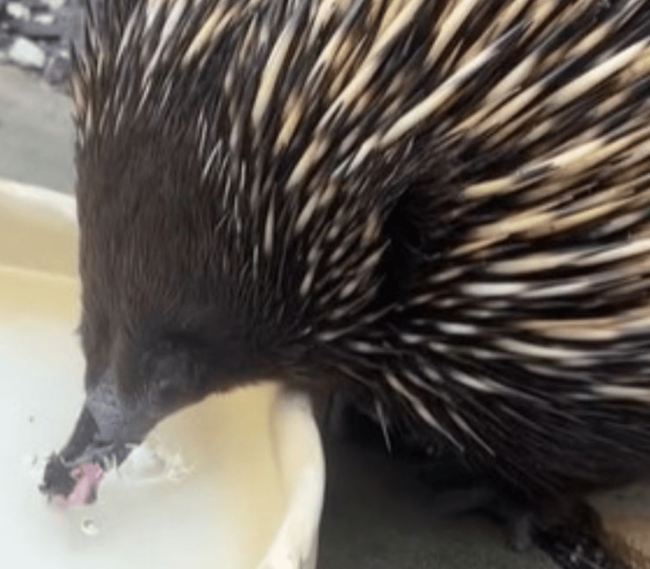 Image shows an echidna blowing bubbles in its water bowl.