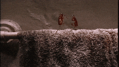 Place Cockroaches GIF