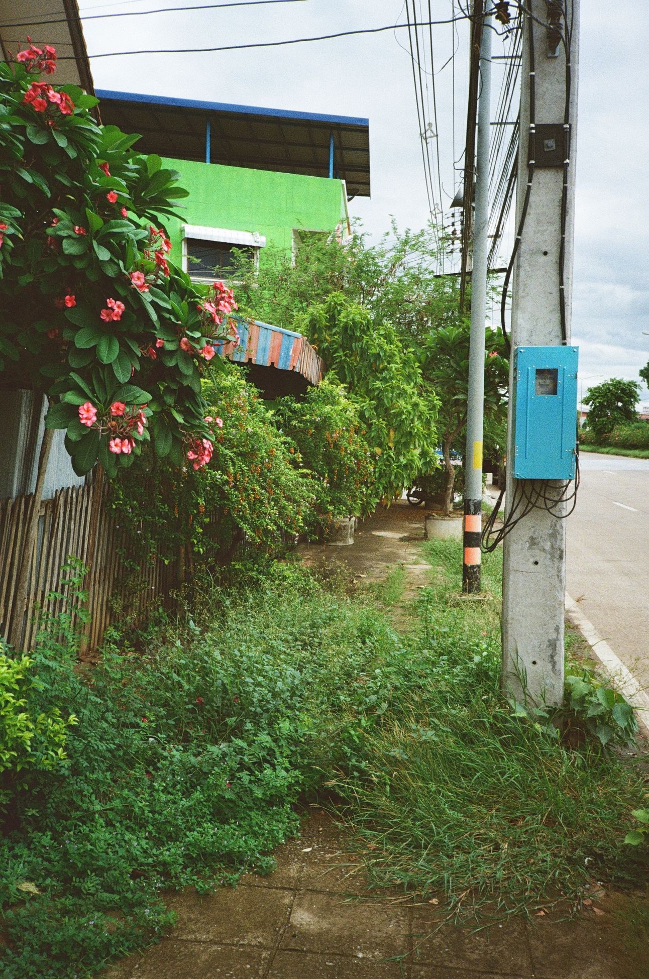 A sidewalk covered with grasses, vines, and flowers.