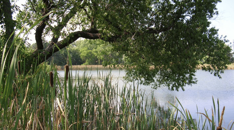 Sinton Pond Open Space