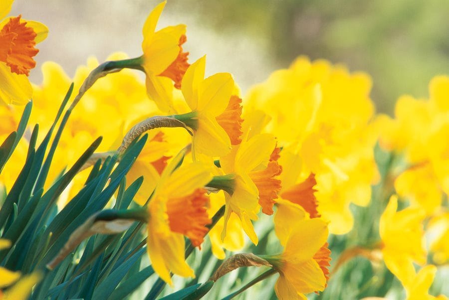 Daffodils