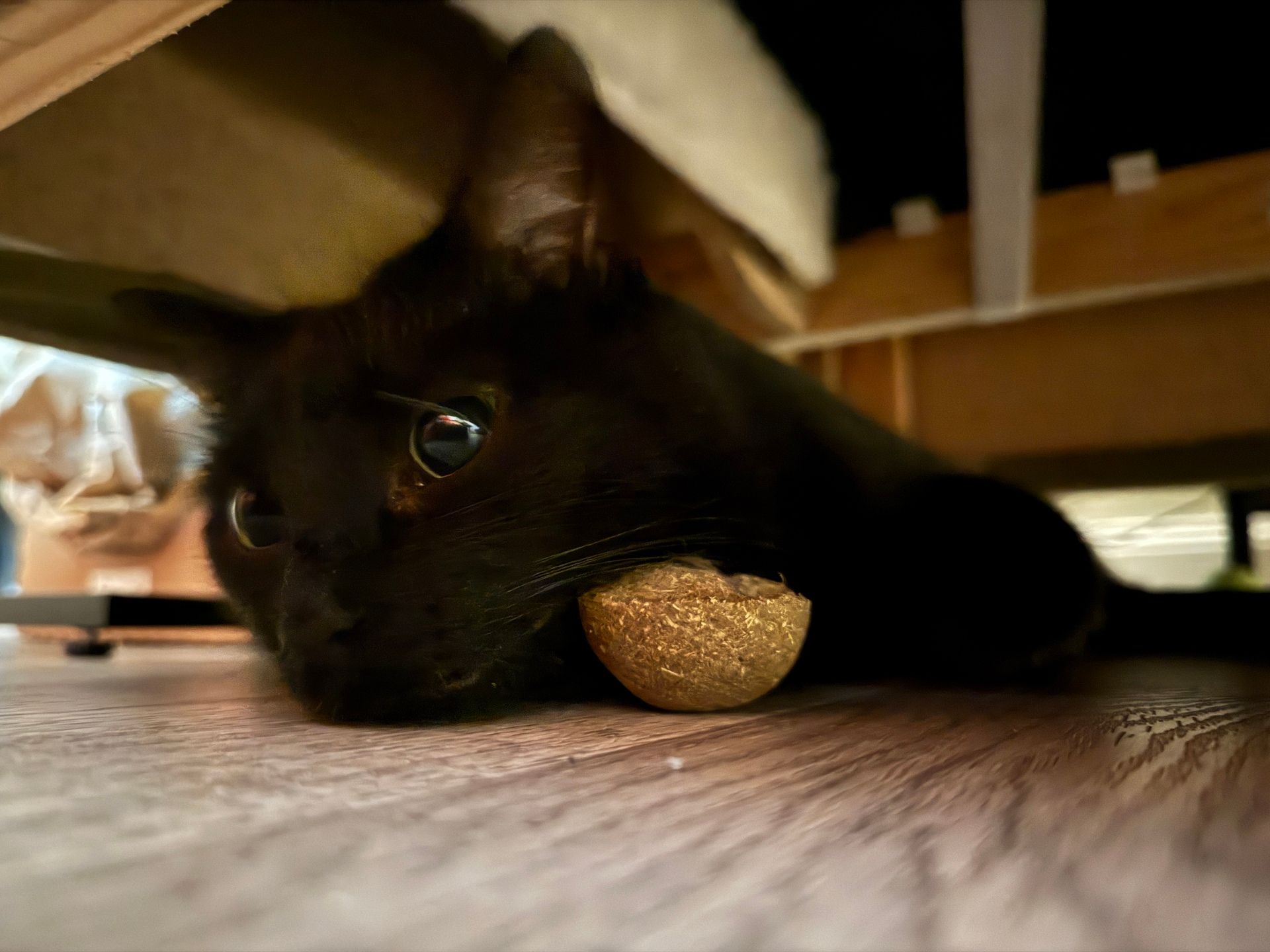 A low-angle close-up shot shows Crumpet, a small black cat, lying on a light-colored wooden floor under a sofa. Crumpet's body is stretched out, facing slightly towards the left of the frame. The cat's head is resting on the floor, and a compressed, half-sphere of light brown, textured catnip is positioned directly in front of Crumpet's nose, almost touching it. Crumpet's big, round eyes, which are prominent due to the low light, reflect a light source. The fur on Crumpet's head and ears is visible, with the ears slightly perked. The area under the sofa is dimly lit, revealing the underside of the wooden frame of the sofa and some of its support legs in the background.