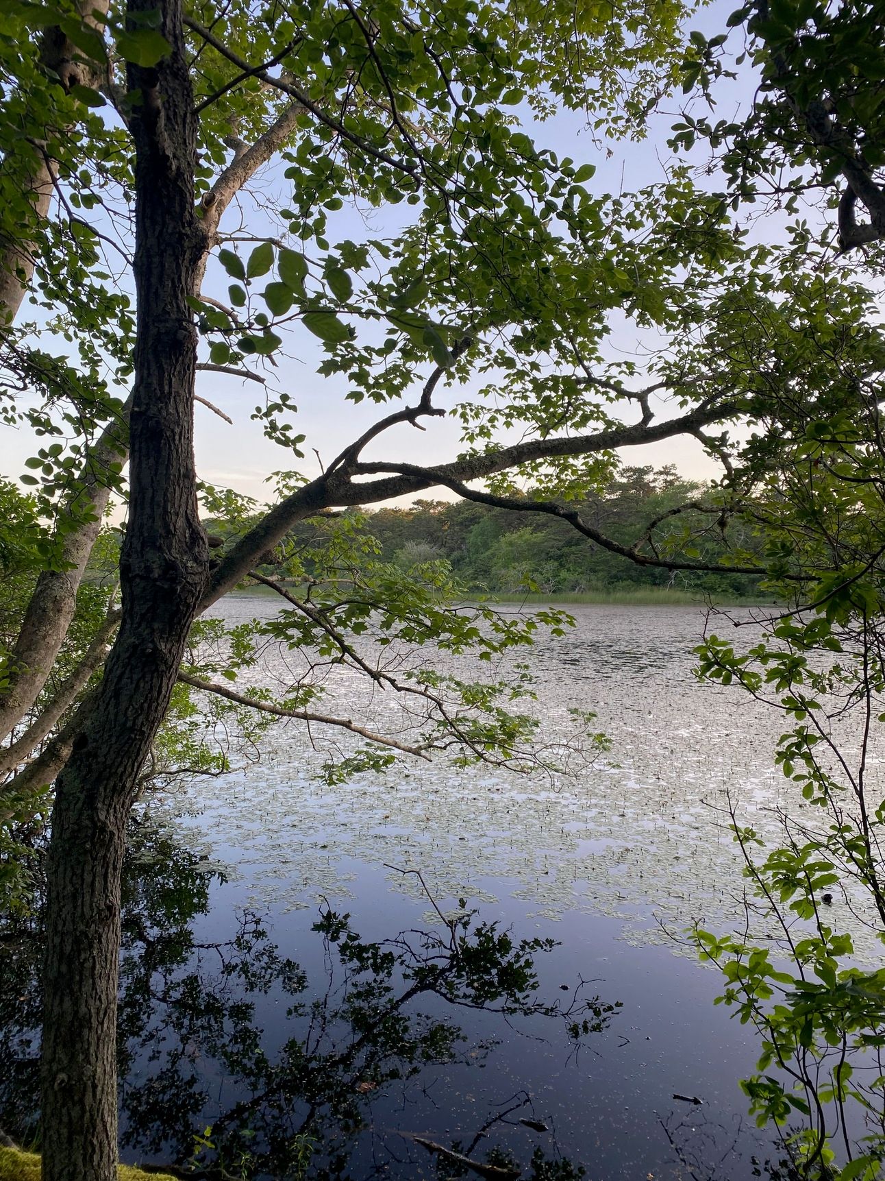 Blackwater Pond through the trees.