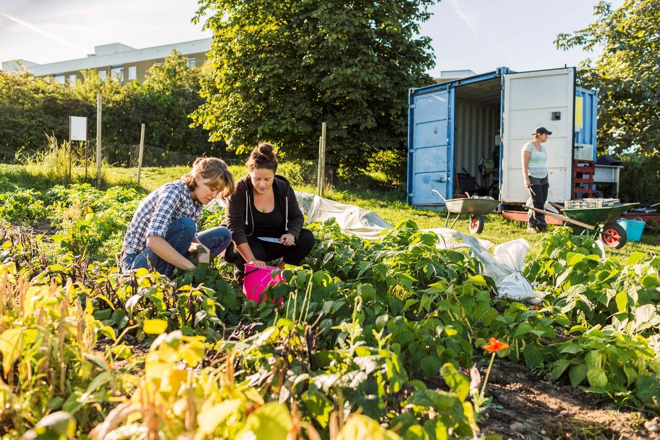 A group working on a sunny allotment