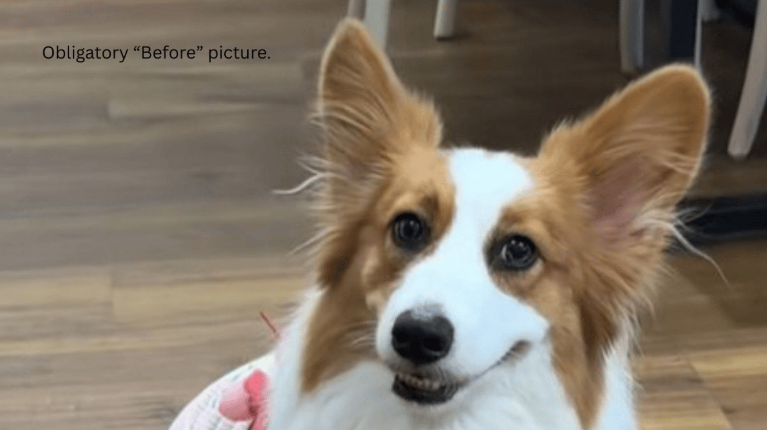 Image shows a corgi who is about to see the dog groomer.