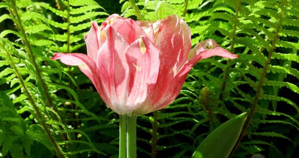 A pink flower in front of ferns.