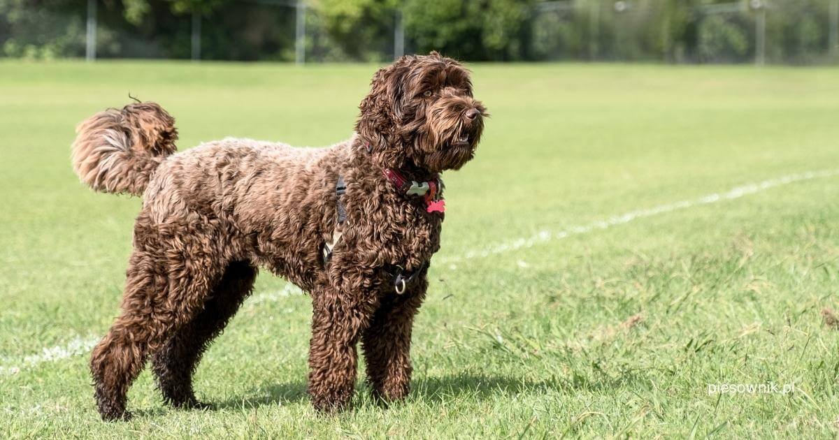pie labradoodle stoi na boisku sportowym