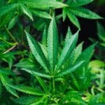 CANNABIS