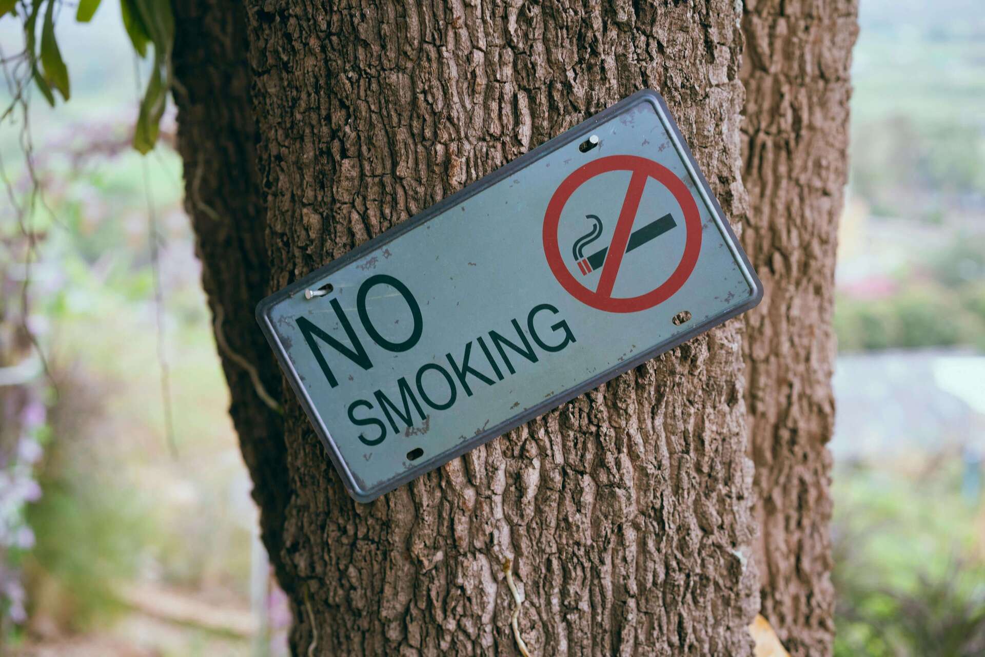 A no smoking sign nailed into a tree trunk