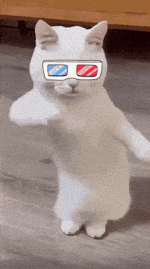 Dance Cat GIF