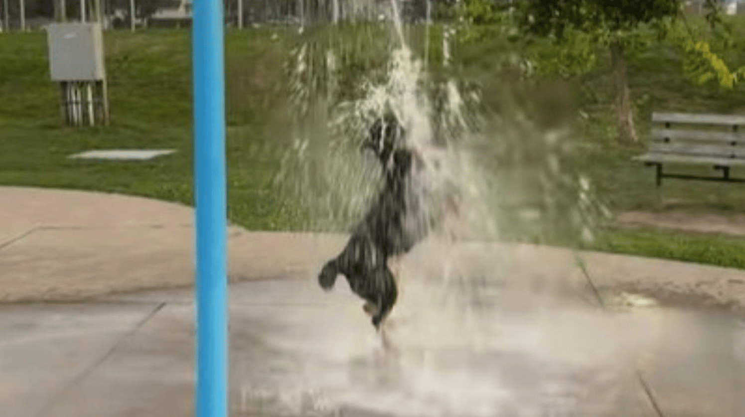 Images shows a dog enjoying a splash pad feature at a local park.