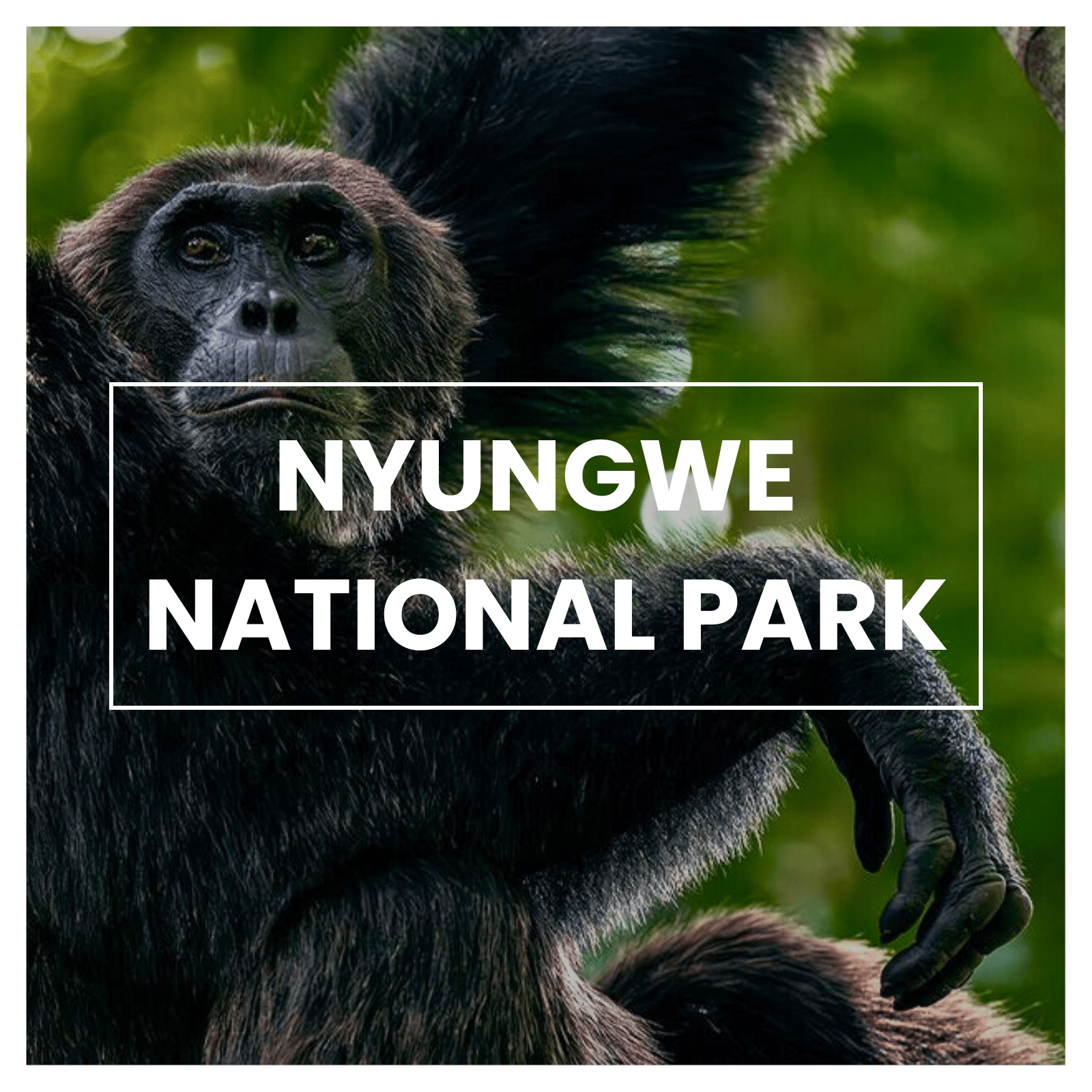 Nyungwe National Park, Rwanda