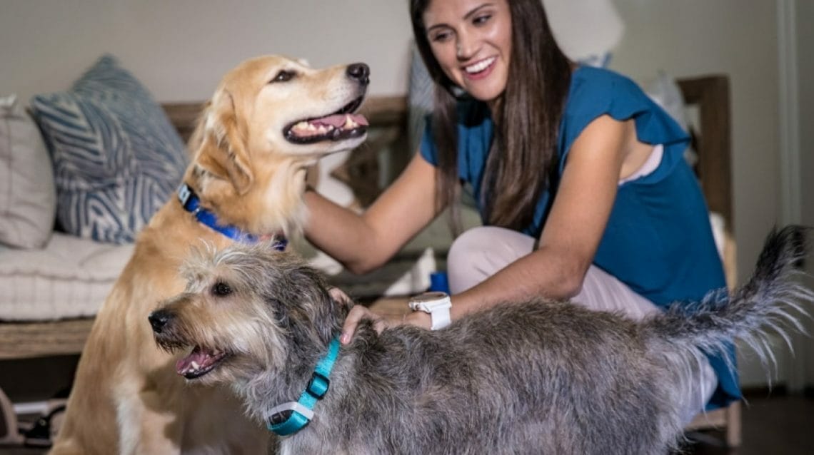 Delta Smart Garmin Dog Collar