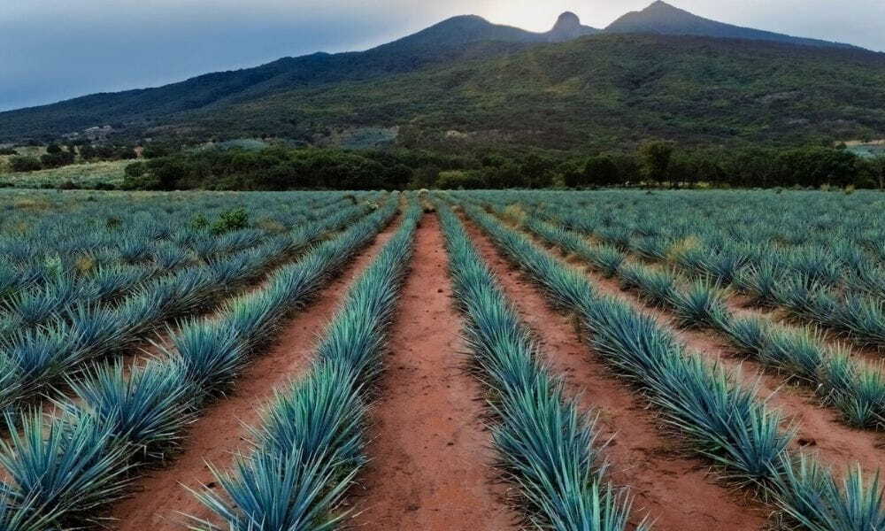 agave fields